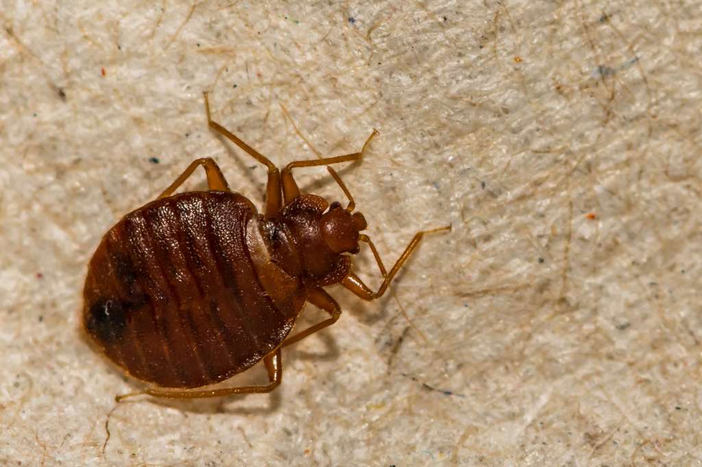 bed-bug.jpeg