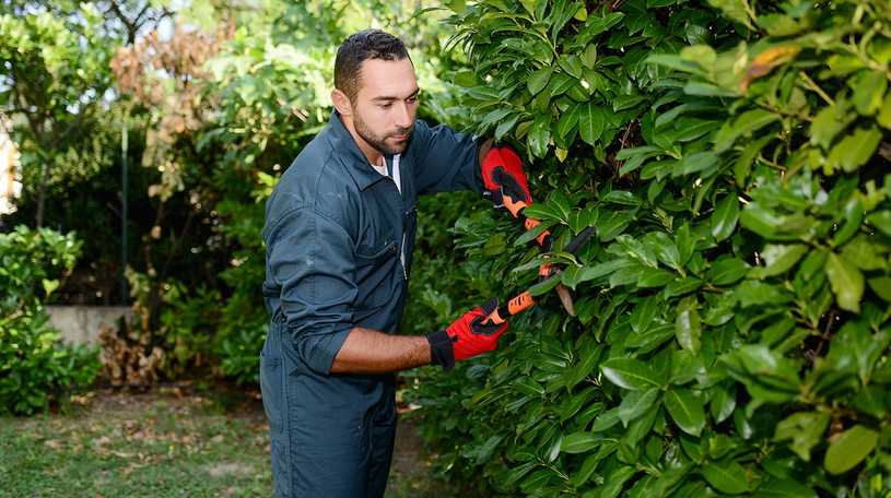 Man trimming a hedge with hedge clippers