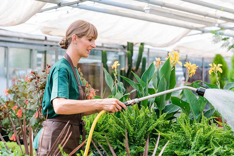 Commercial gardener watering plants with hosepipe