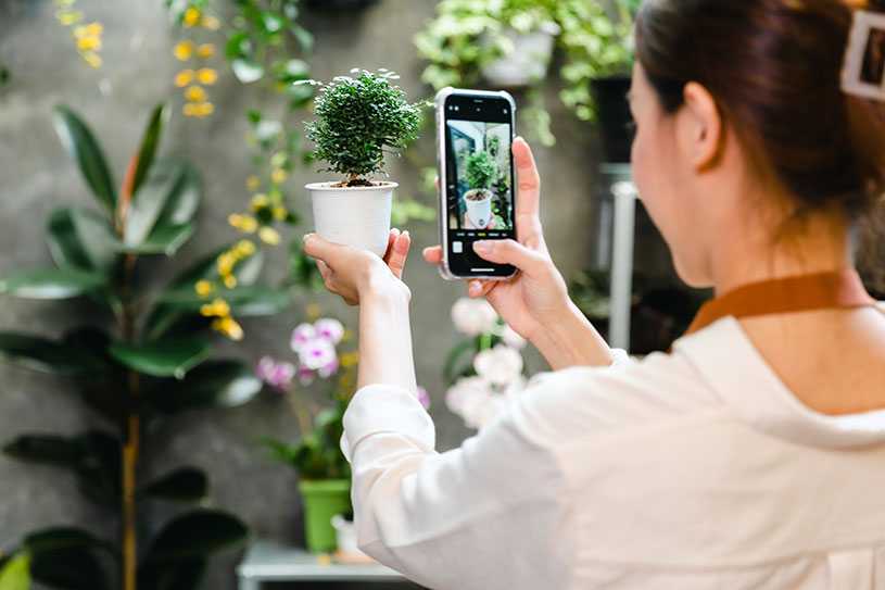 Woman taking a photo of a small plant in a pot for sale