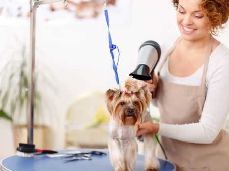 Dog groomer drying a Yorkshire Terrier with a hair dryer on a table