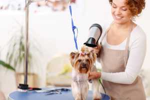 How to become a dog groomer: a step-by-step guide