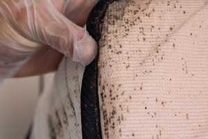 How to get rid of bed bugs – and is it a landlord’s responsibility?