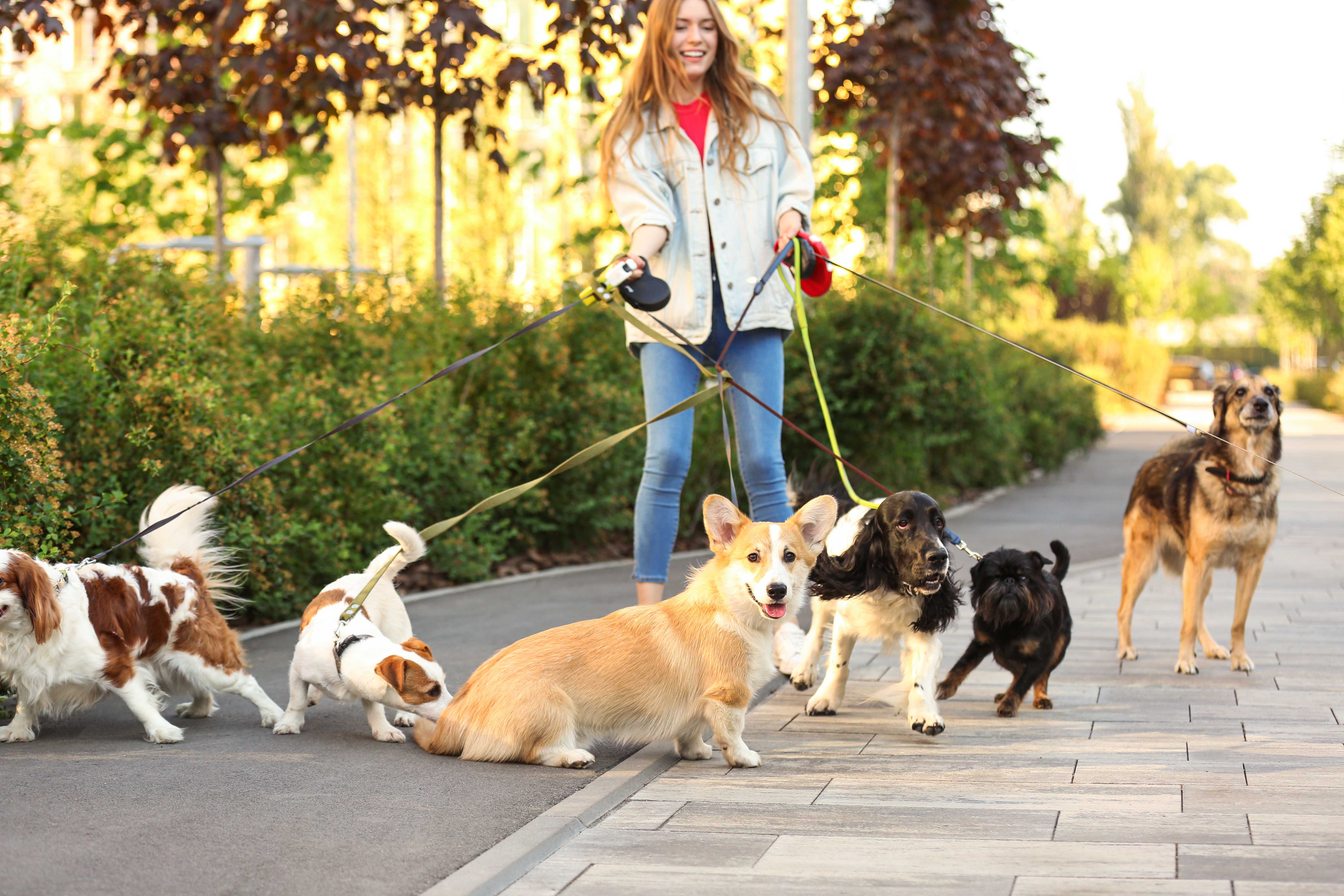 Woman walking six dogs in the park