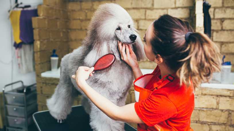 A dog groomer cutting the hair of a clients poodle