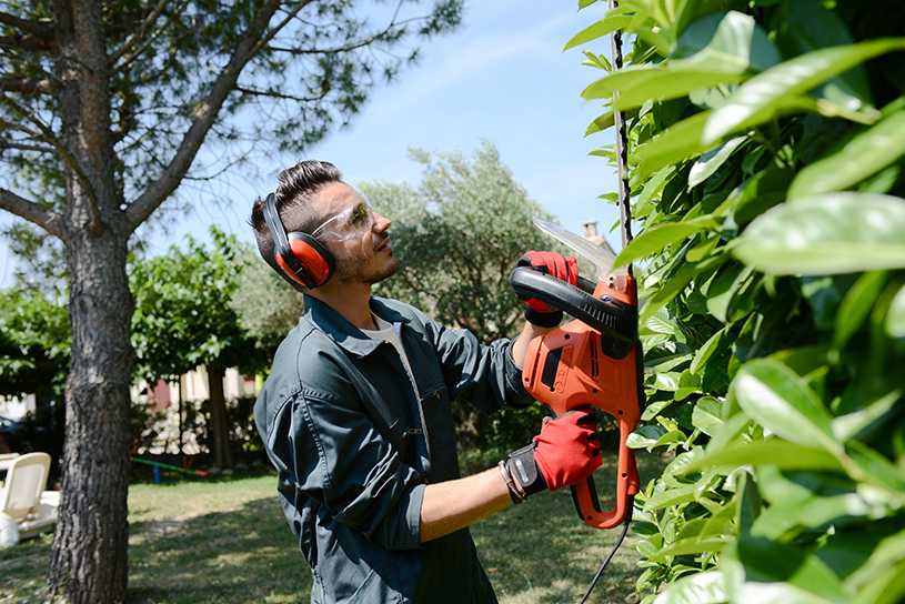 Man gardener trimming a hedge