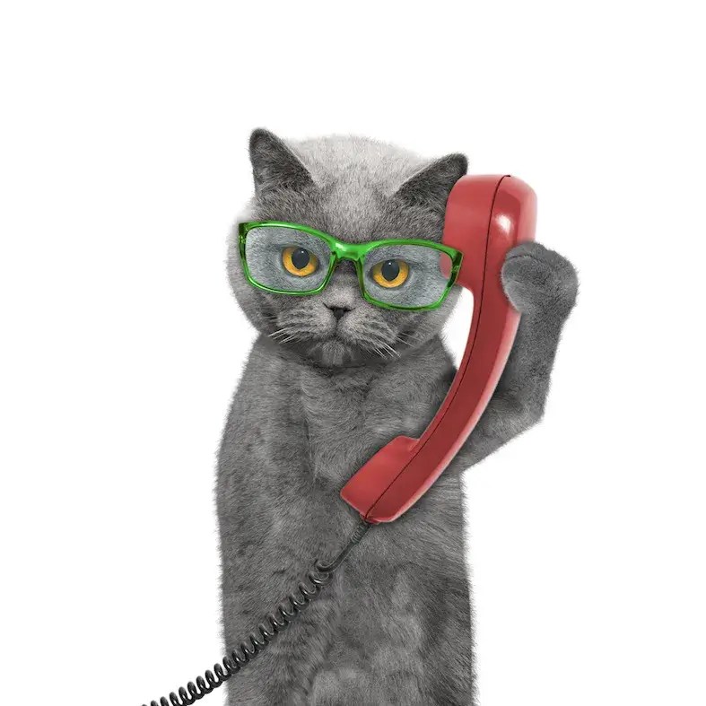 Cat1