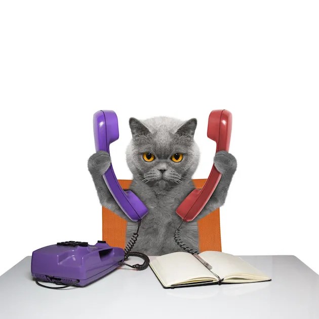 Cat2