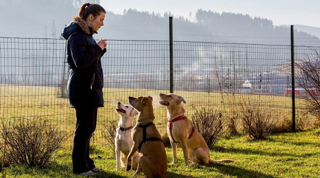 Man in a field with three dogs