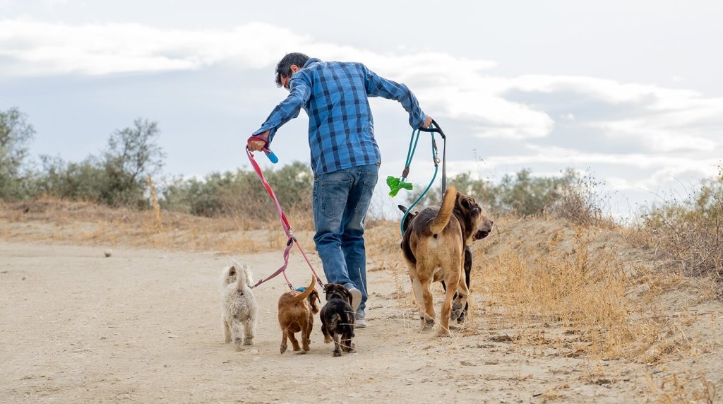 Man walking dogs