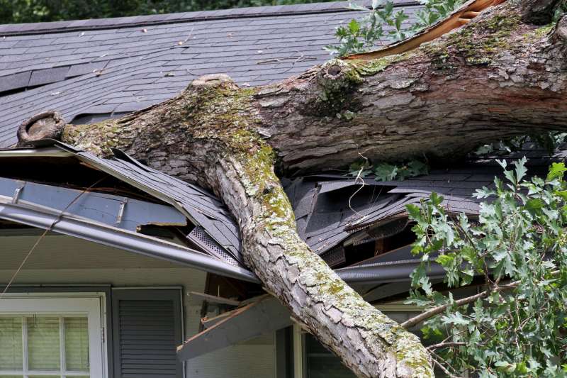 Tree falling on a house