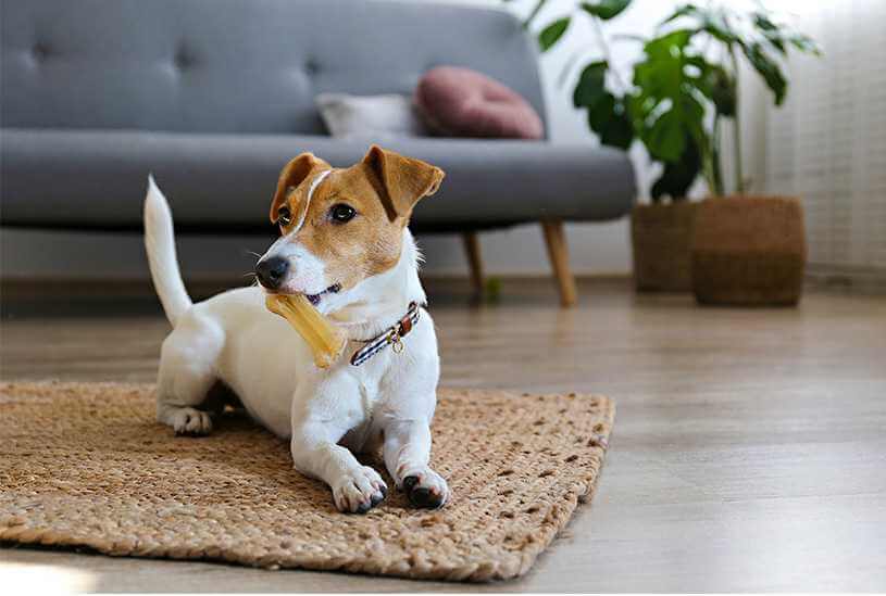 can-landlords-refuse-pets-at-their-property