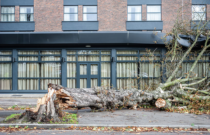 An uprooted tree fallen on a house in the aftermath of a storm with strong winds